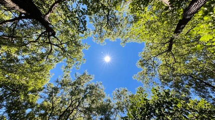 Obraz premium Sun Shining Through the Canopy