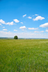 field and blue sky