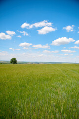 Obraz premium field and blue sky