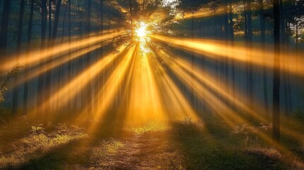 Sunbeams illuminate a misty forest path.