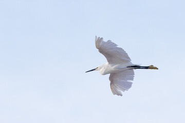 Garça-branca-pequena (Egretta garzetta). Uma garça branca pequena a voar em uma praia de Portugal
