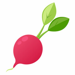 radish isolated on white