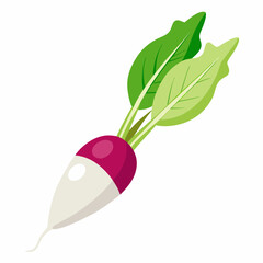 Radish isolated on white