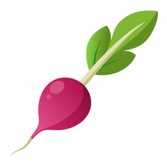 radish isolated on white