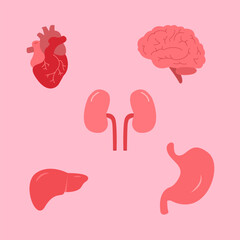 Hand drawn Human Body Organs