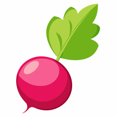 illustration of radish
