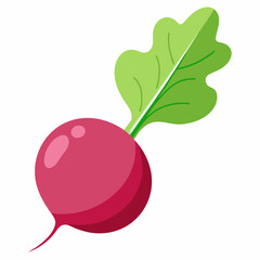 illustration of a radish