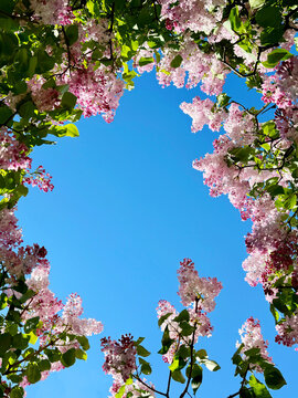 Fototapeta Lilac flowers spring blossom on blue sky