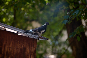 pigeon on a fence