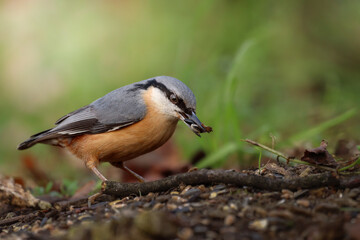Close up of an nuthatch with green and brown background