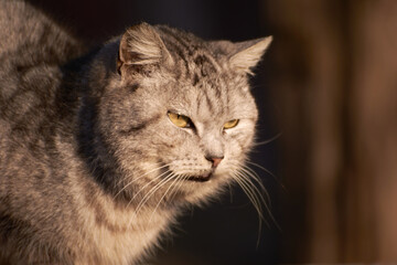 portrait of a cat