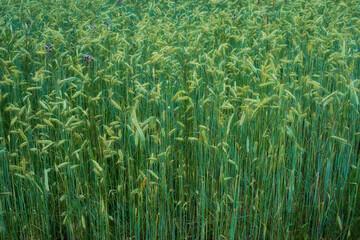 Farm, agriculture and field growth with fiber crops, sustainability and countryside with plants and green land. Organic, eco friendly and stem of nature for small business with grass and outdoor