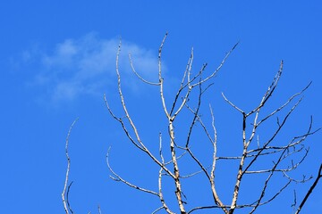 Dead tree against the blue sky, close-up of photo