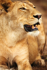 Lioness, resting or wild cat in park, safari and nature by grass for camouflage in South Africa. Serengeti, travel or predator in savanna terrain for outdoor environment or natural animal habitat