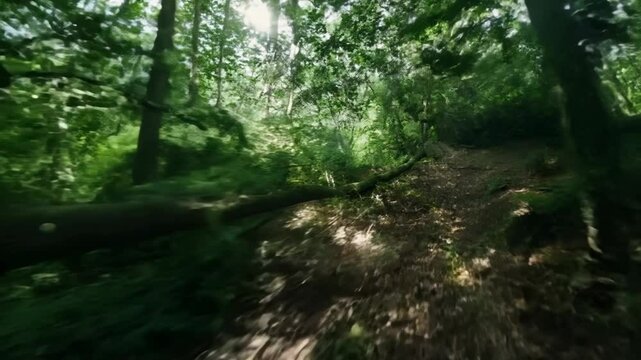 FPV Through lush green forest, sunlight filters through the canopy.