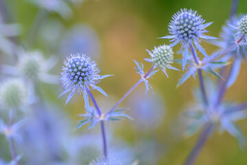 The pale blue inflorescence is another embodiment of abstraction