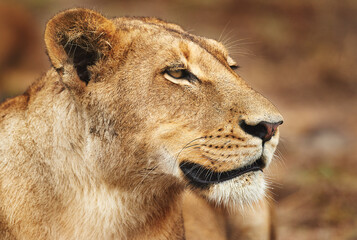 Lioness, animal and wild cat in safari, park and nature by grass for camouflage in South Africa. Serengeti, travel and predator in savanna for disguise in outdoor environment, habitat and location