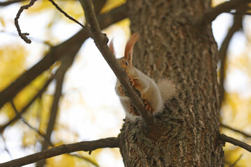 Beautiful cute red squirrel sitting on the tree in autumn park 
