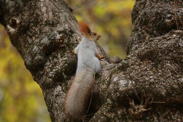 Beautiful cute red squirrel sitting on the tree in autumn park 