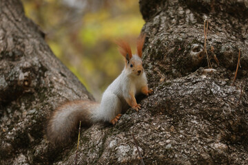Beautiful cute red squirrel sitting on the tree in autumn park 