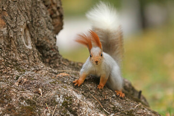 Beautiful cute red squirrel sitting on the tree in autumn park 