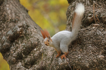 Beautiful cute red squirrel sitting on the tree in autumn park 
