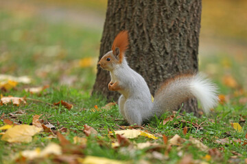 Beautiful cute red squirrel sitting on the grass with yellow leaves in autumn park