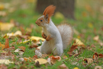 Beautiful cute red squirrel sitting on the grass with yellow leaves in autumn park