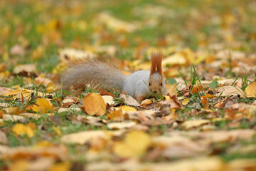 Beautiful cute red squirrel sitting on the grass with yellow leaves in autumn park
