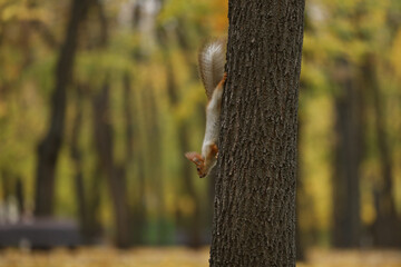 Beautiful cute red squirrel sitting on the tree in autumn park 