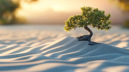 zen garden bonsai tree in sand dune at sunset