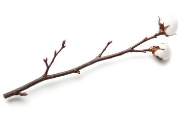 Fototapeta premium A single branch of cotton on a clean white surface