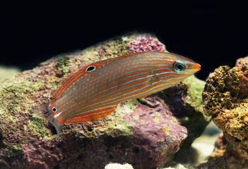 Female Indian Ocean pinstriped wrasse (Halichoeres chrysotaenia)
