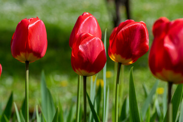 Dark bright red color country Darwin tulips in bloom, bouquet of springtime flowering plants in the ornamental garden