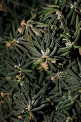 Caudex succulent plant Euphorbia cylindrifolia