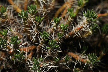 Rare and exotic cactus Maihuenia poeppigii from Chile and Argentina
