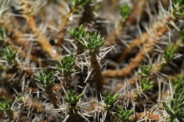 Fototapeta premium Rare and exotic cactus Maihuenia poeppigii from Chile and Argentina 