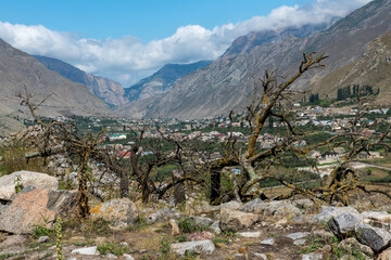 Lonely tree in the mountains. Lone tree stands near rugged mountains.