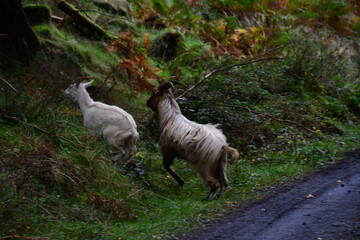 Wild goat in the Brandon Hill Woods. Brandon Hill, Co. Kilkenny, Ireland