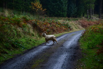 Wild goat in the Brandon Hill Woods. Brandon Hill, Co. Kilkenny, Ireland