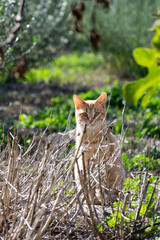 Cat standing on a grassy field.