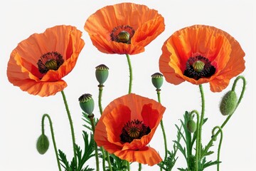 Fototapeta premium A group of bright orange poppy flowers with green buds arranged against a white background, highlighting the vibrant colors and delicate structure of each bloom.