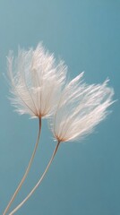 Delicate white flowers with fluffy petals set against a soft blue background in tranquil lighting