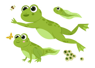 Cartoon green frogs. Cute amphibians, frog and tadpoles in natural habitat, water animals flat vector illustration set. Funny green frogs on white