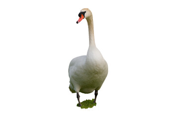 Schwan