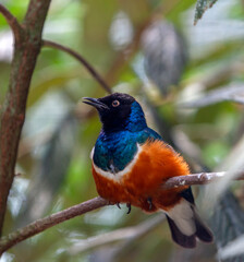 Lamprotornis superbus, superb starling