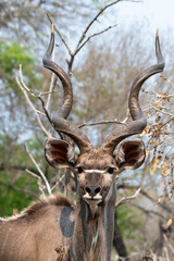 Fototapeta premium Face to Face With a Greater Kudu