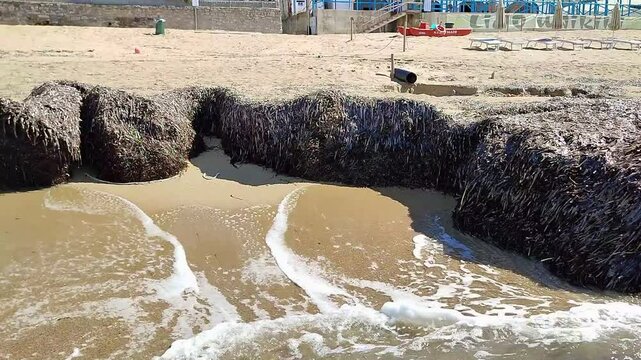 San Marco di Castellabate - Piante di Posidonia arenate sulla Spiaggia del Pozzillo