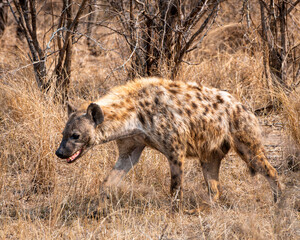 Spotted Hyena on the Prowl