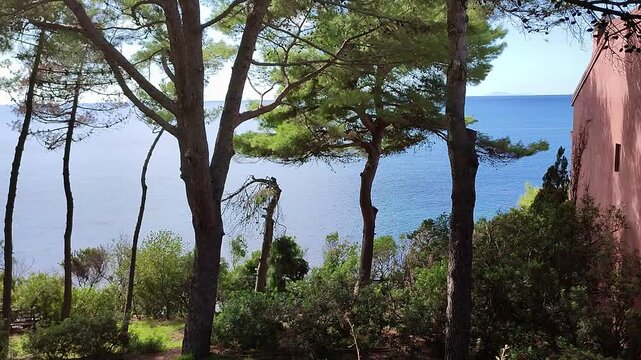 San Marco di Castellabate - Pineta lungo il sentiero di via Vallone Alto